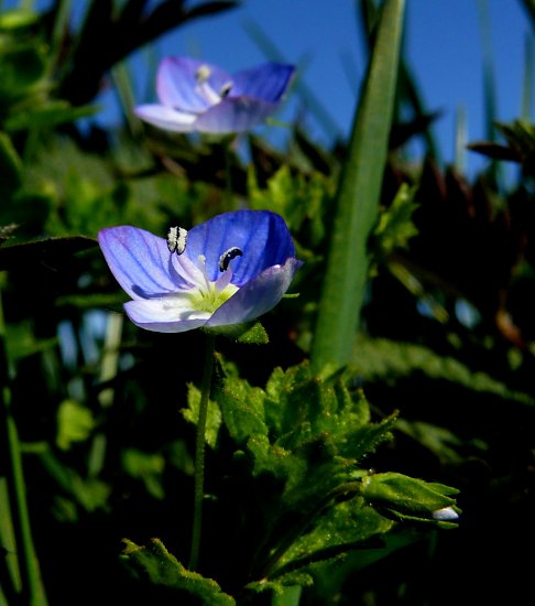Foto: Ehrenpreis vor blauem Himmel