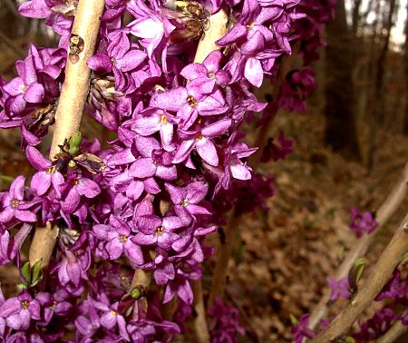 Foto: Blühender Seidelbast