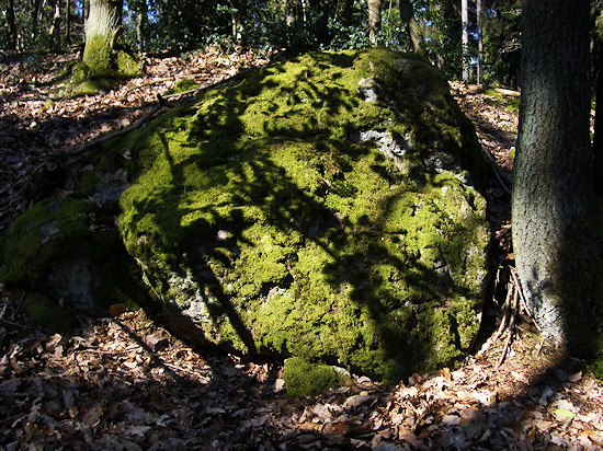 Foto: Moosbewachsener Felsen