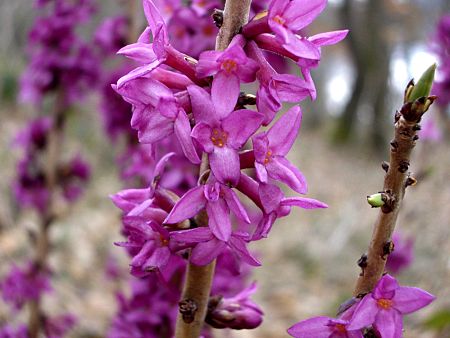 Foto: Seidelbastblüten