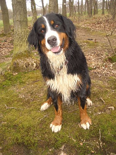 Foto: Berner Sennenhund Ginja