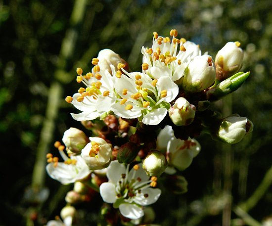 Foto: Schlehenblüten