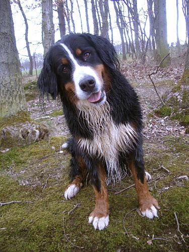 Foto: Berner Sennenhündin Ginja
