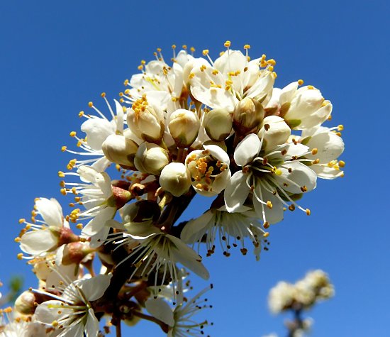 Schlehenblüten vor blauem Himmel