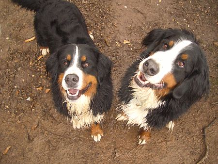 Foto: Berner Sennenhunde Ginja und Domino