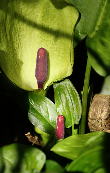 Aronstab Bl�tenstand