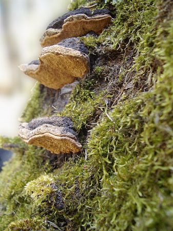Foto: Pilze auf einem modernden moosbewachsenem Baumstumpf