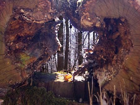 Foto: Ausgehöhlter Baumstumpf