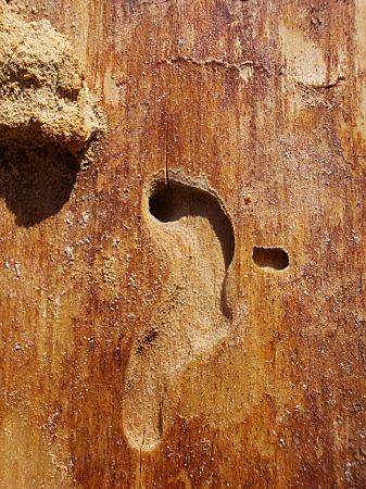 Foto: Fraßloch des Borkenkäfers