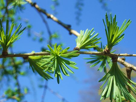 Foto: Knospe an Europäischer Lärche
