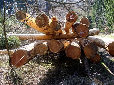 Foto: gefällte und entrindete Fichtenstämme