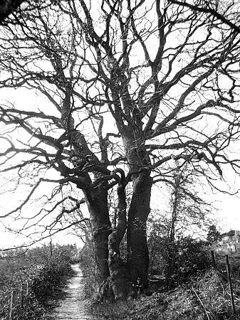 Foto: Eiche ohne Blätter