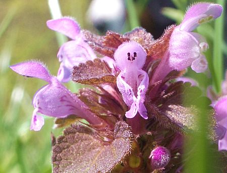 Foto: Taubnesselbl�te