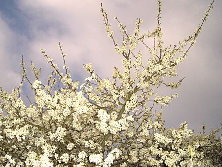 Foto: Blühender Schlehenbusch im April