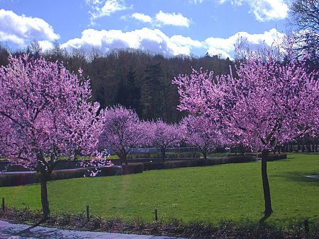 Foto: Japanische Kirsche