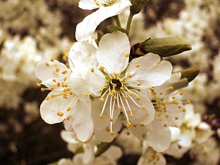 Foto: Schlehenblüte im April