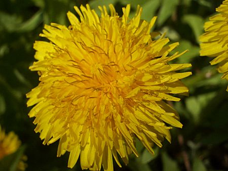 Foto: Der erste Löwenzahn