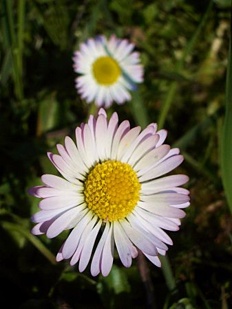 Foto: Gänseblümchen