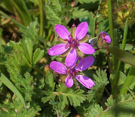 Foto: Wald-Storchschnabel