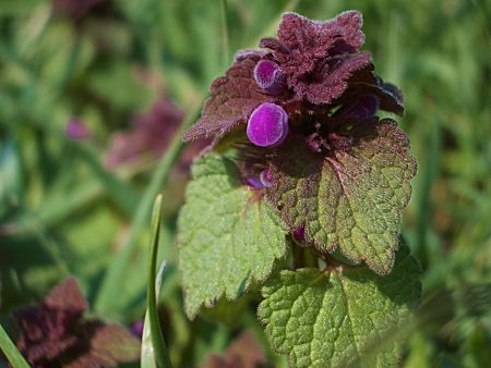 Foto: Lila Taubnessel kurz vor der Blüte