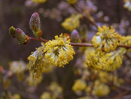 Foto: Weidenkätzchen