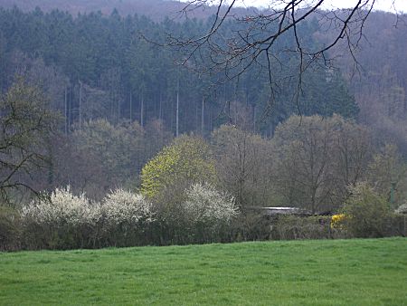 Foto: Blühende Sträucher vor dem noch kahlen Wald