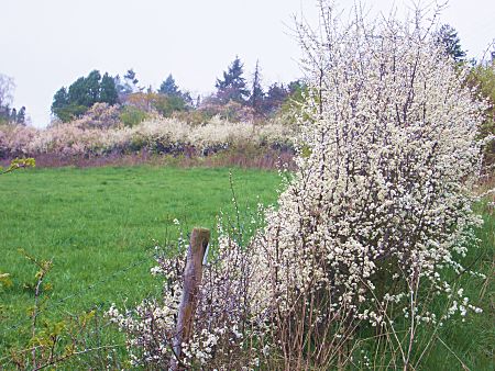 Foto: Von blühenden Schlehen gesäumte Wiese