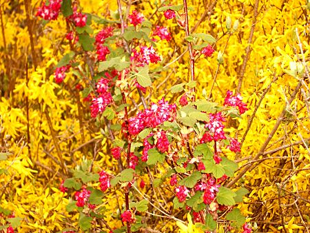 Forsythien in voller Blüte mit Johannisbeerstrauch