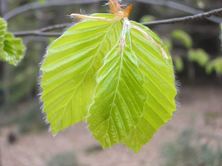 Foto: Junge Buchenbl�tter in frischem Hellgr�n