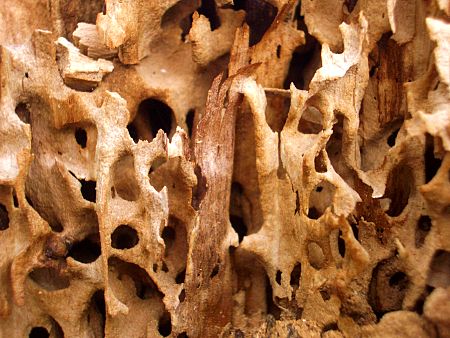 Foto: Detailaufnahme eines zerfressenen Baumstumpfs