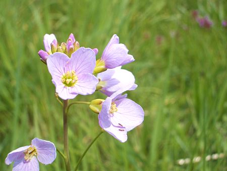 Foto: Wiesenschaumkraut
