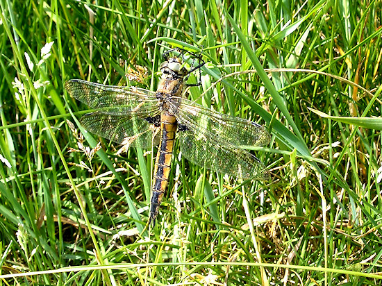 Epitheca bimaculata (Zweiflecklibelle)