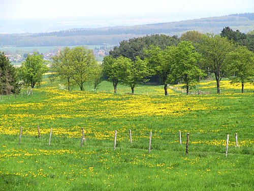 Landschaft mit Löwenzahn