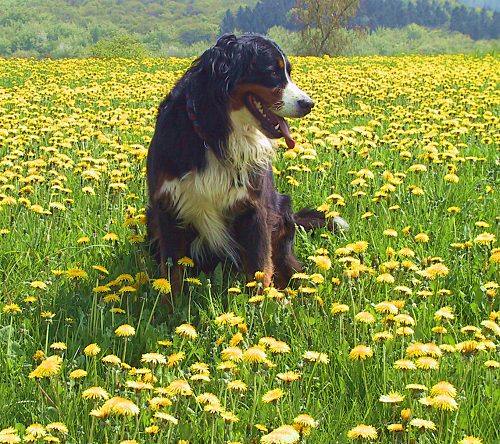 Berner Sennenhund Ginja