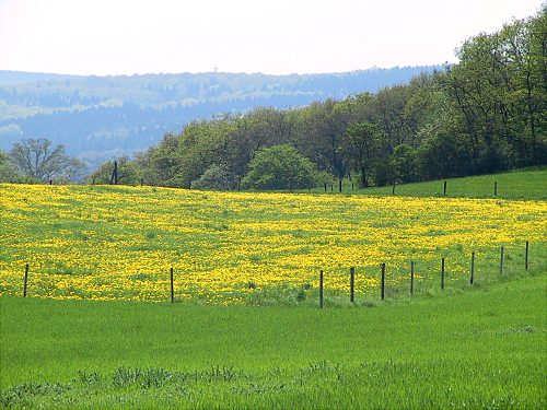 Landschaft mit Löwenzahnwiese