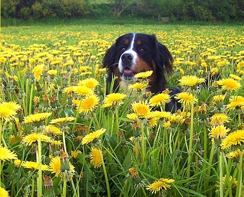 Berner Sennenhund Ginja im Löwenzahn