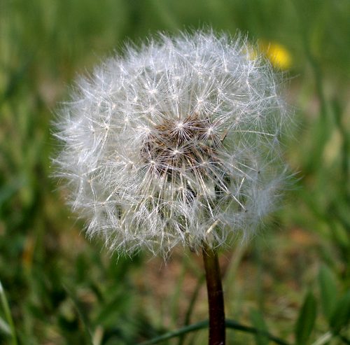 Pusteblume