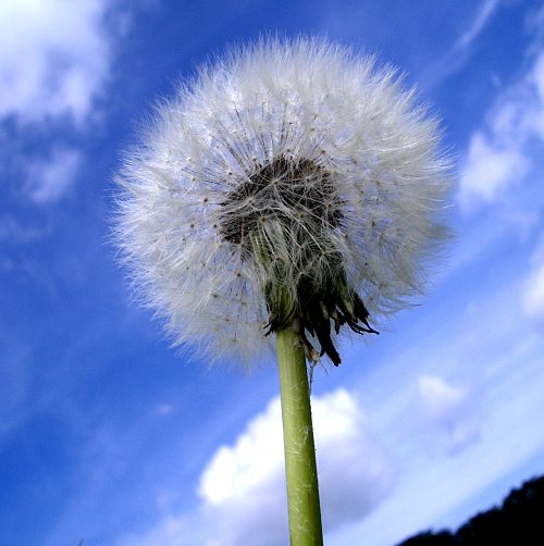 Pusteblume vor blauem Himmel
