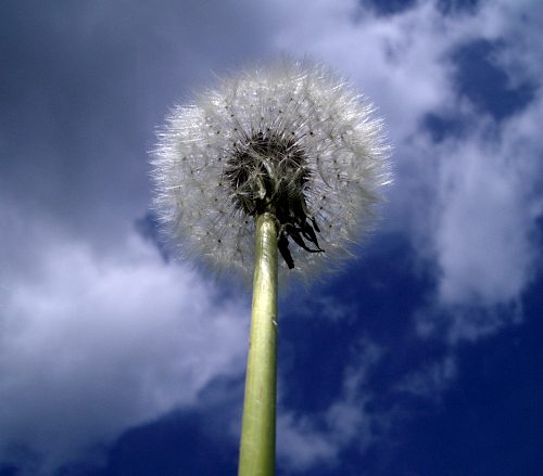 Pusteblume vor blauem Himmel