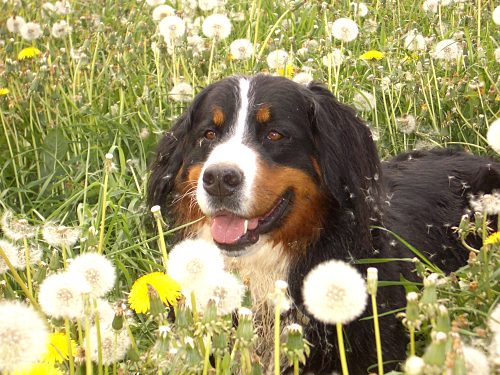 Berner Sennenhund Ginja