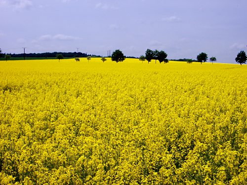 Rapsfeld in Blüte