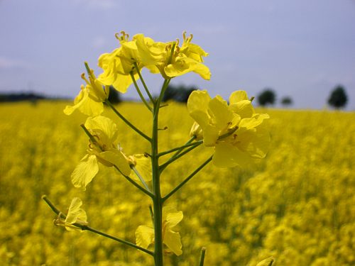 Rapspflanze