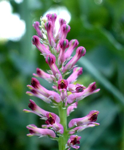 Foto: Erste Blattknospen