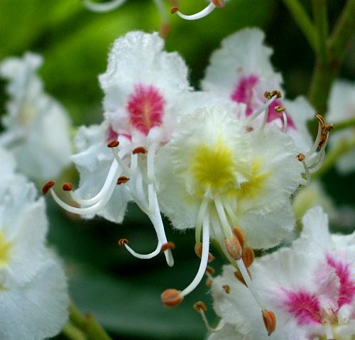 Blüte der Rosskastanie