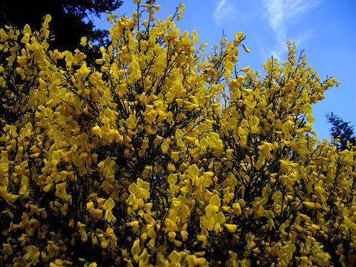 Blühender Besenginsterstrauch