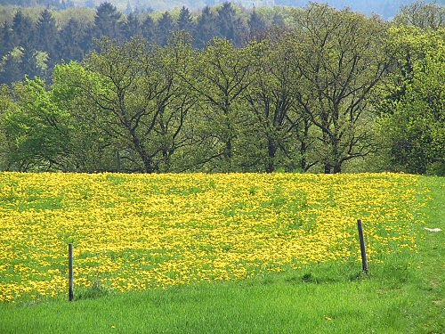 Löwenzahnwiese vor knospenden Bäumen