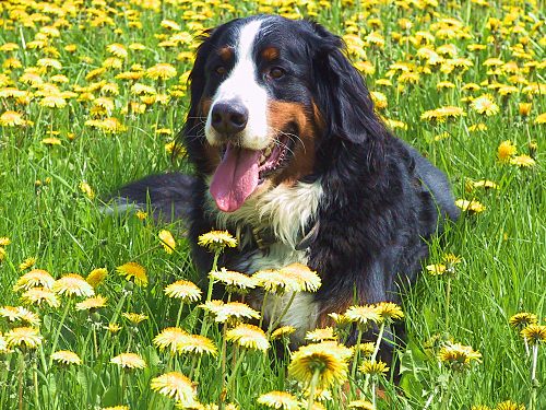 Berner Sennenhund Domino