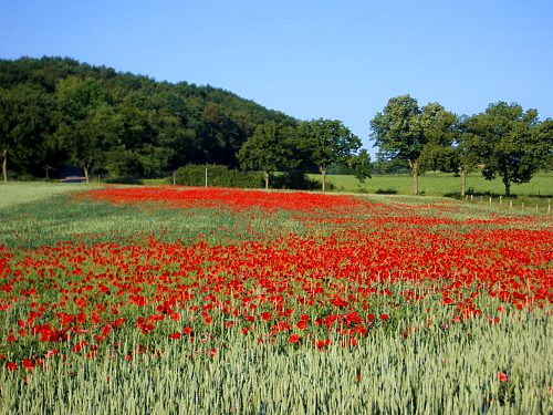 Klatschmohnfeld