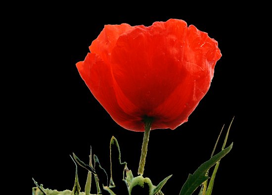 Klatschmohnblüte - Nahaunahme