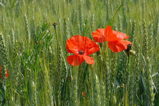 Klatschmohnfeld vor Wiese und Wald